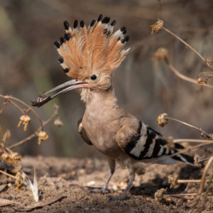 Fourth Way Today - Fellowship of Friends - hoopoe