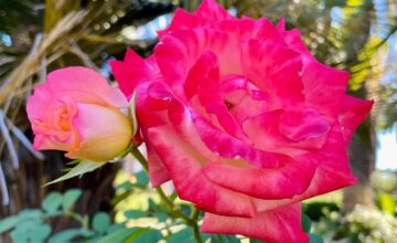 Rose in garden