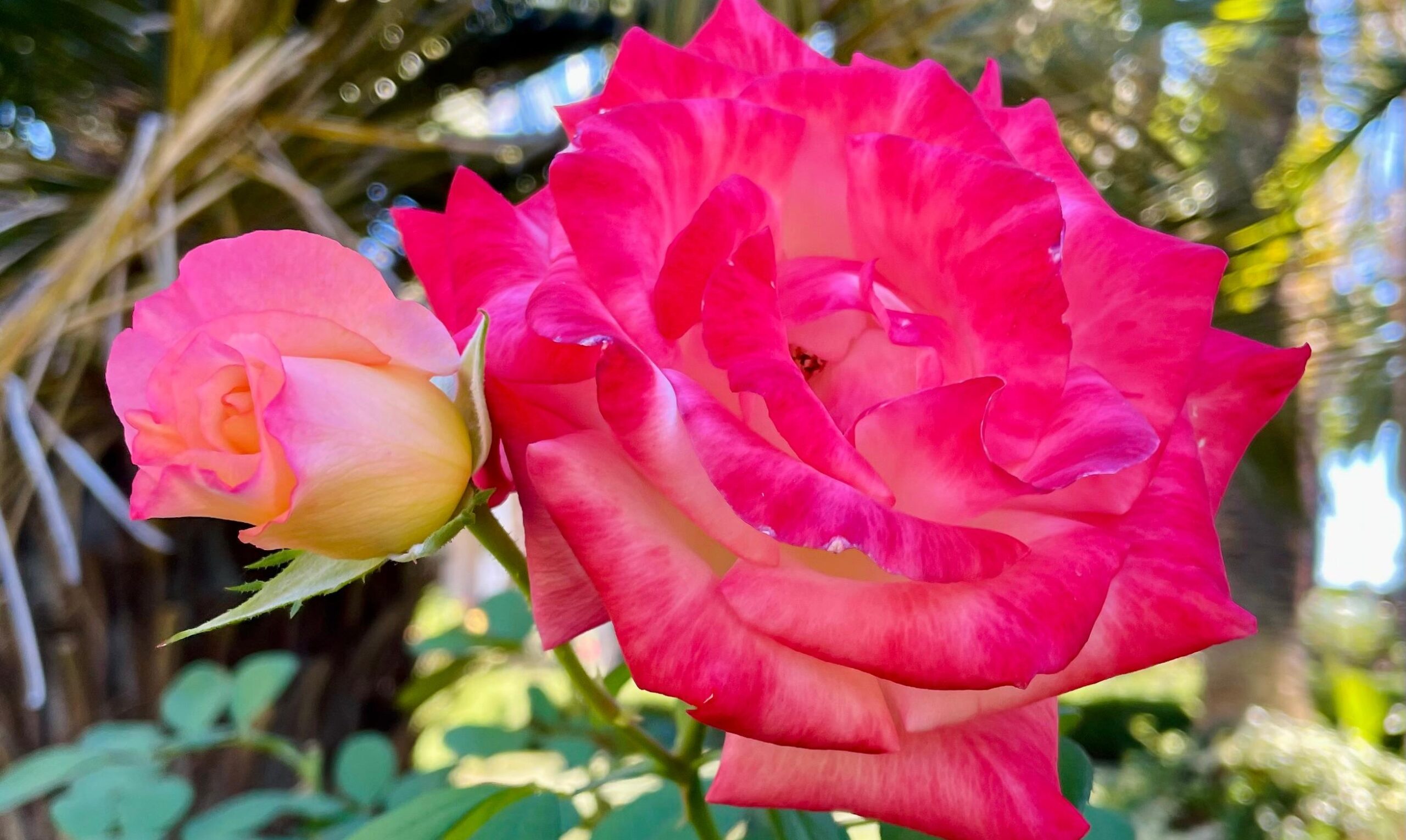 Rose in garden