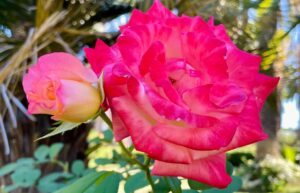 The Way of Love - quotations - Galleria Garden Rose