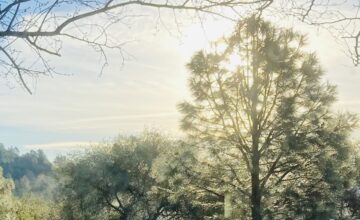 The light, Living in Two Worlds, Fellowship of Friends, FourthWayToday