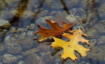 Transformation, Trauma, FourthWayToday.org, Fellowship of Friends, William Page