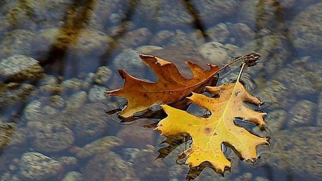 Transformation, Trauma, FourthWayToday.org, Fellowship of Friends, William Page