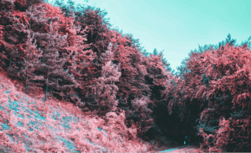 Evolution, Trees of Transformation, Klaus Labuttis, Fellowship of Friends, trust and verifications